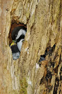 Snag: Chestnut-backed Chickadee - at nest cavity feeding