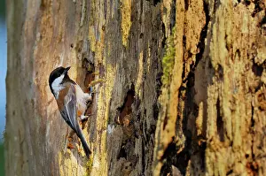 Snag: Chestnut-backed Chickadee - at nest cavity in old