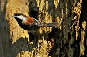 Snag: Chestnut-backed Chickadee - at nest cavity in old