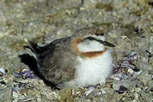 Pallidus: Chestnut-banded Sand Plover