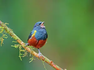 Singing: Chestnut-bellied Euphonia singing Euphonia pectoralis