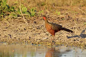 Penelope: Chestnut-bellied Guan