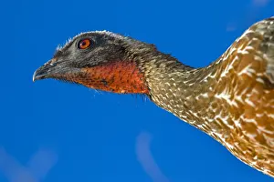 Chestnut: Chestnut-bellied Guan (Penelope ochrogaster) po