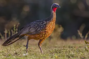 Chestnut: Chestnut-bellied Guan (Penelope ochrogaster) wa