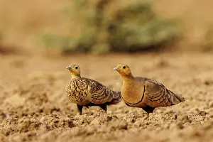 Mare: CHESTNUT BELLIED SANDGROUSE