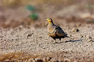Mare: CHESTNUT BELLIED SANDGROUSE
