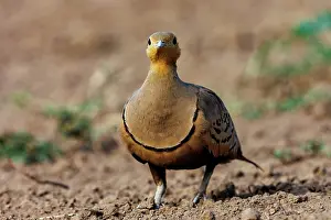 Mare: CHESTNUT BELLIED SANDGROUSE