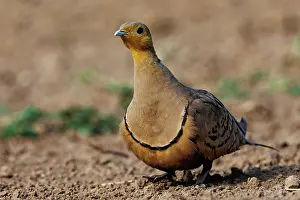 Mare: CHESTNUT BELLIED SANDGROUSE