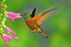 Boissonneaua: Chestnut-breasted Coronet