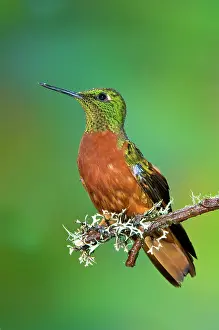 Boissonneaua: Chestnut-breasted Coronet