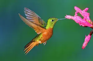 Pollinating: Chestnut-breasted Coronet