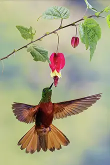 Chestnut: Chestnut-breasted coronet hummingbird foraging