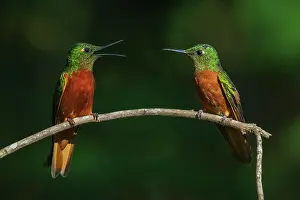 Chestnut: Chestnut-breasted coronets having a discussion in