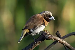 Mannikin: Chestnut-breasted Mannikin