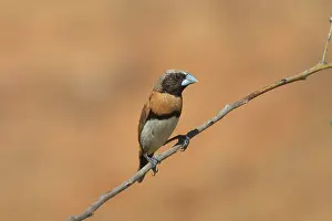 Mannikin: Chestnut-breasted Mannikin