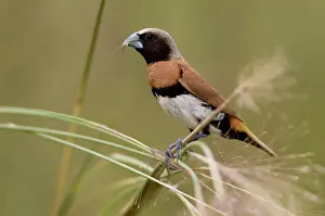 Mannikin: Chestnut-breasted Mannikin