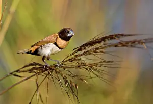 Mannikin: Chestnut-breasted Mannikin eating grass seed