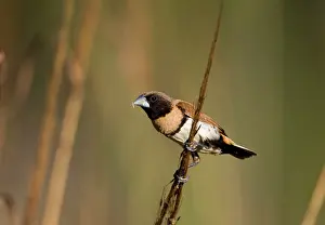 Mannikin: Chestnut-breasted Mannikin eating grass seed