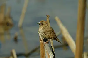 Mannikin: Chestnut-breasted Mannikin - Juvenile