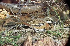 Ellis Mcnamara: Chestnut-breasted Quail-thrush
