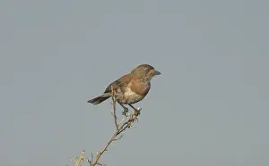 Pectoralis: Chestnut-breasted Whiteface