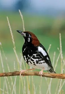 Zoothera: Chestnut-capped Thrush - perched on branch