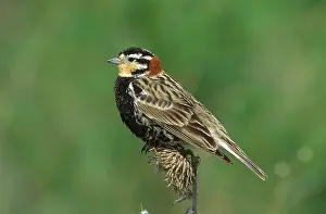 Longspur: Chestnut-Collared Longspur