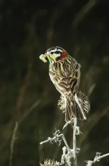 Longspur: Chestnut-Collared Longspur