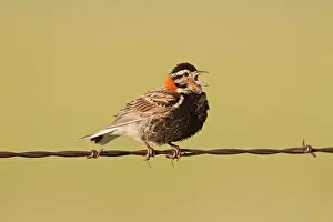 Longspur: Chestnut-collared Longspur - adult male calling