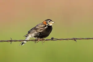 Longspur: Chestnut-collared Longspur - adult male perched