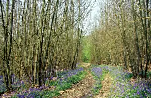 Coppice: Chestnut Coppice - with bluebells, showing a woodland ride