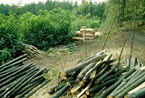 Coppice: Chestnut COPPICE and products
