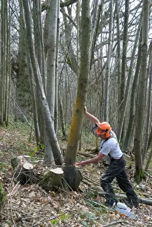 Coppicing: Chestnut - coppicing