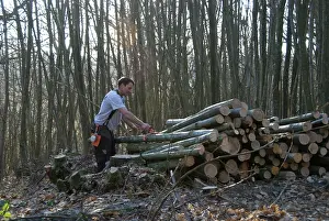 Coppicing: Chestnut - coppicing - stacking