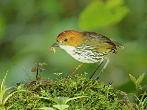 Crowned: Chestnut Crowned Antpitta - feeding on beetle la