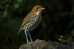 Blanco: Chestnut-crowned Antpitta (Grallaria ruficapilla)