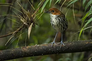 Blanco: Chestnut-crowned Antpitta (Grallaria ruficapilla)
