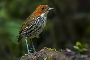 Blanco: Chestnut-crowned Antpitta (Grallaria ruficapilla)