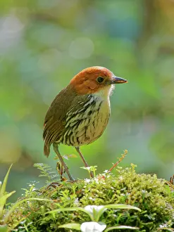 Crowned: Chestnut Crowned Antpitta Grallaria ruficapilla