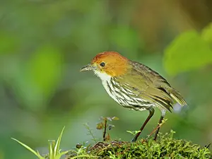 Crowned: Chestnut Crowned Antpitta Grallaria ruficapilla