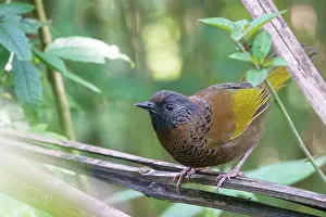 District: chestnut crowned laughingthrush (Trochalopteron erythrocepha