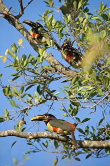 Castanotis: Chestnut-eared Aracari - 3 adults sitting in a