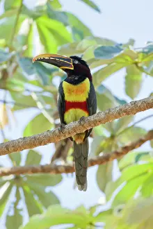 Aracari: Chestnut-eared Aracari