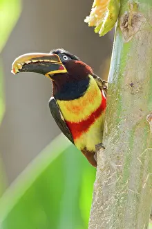 Aracari: Chestnut-eared Aracari