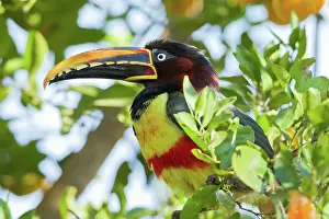 Aracari: Chestnut-eared Aracari