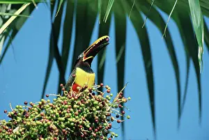 Moment: Chestnut-eared Aracari