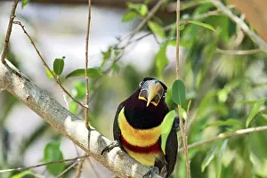Aracari: Chestnut-eared Aracari