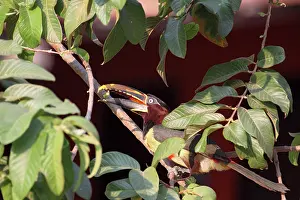 Aracari: Chestnut-eared Aracari