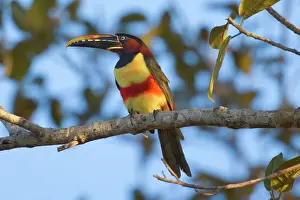 Castanotis: Chestnut-eared Aracari - adult sitting in a tree