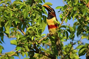 Castanotis: Chestnut-eared Aracari - adult sitting in a tree